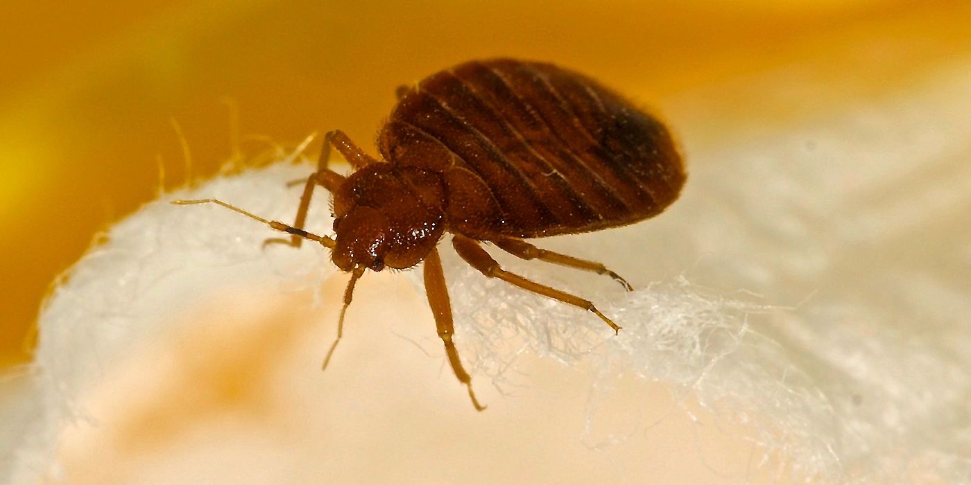 Bed Bug Myths - Pest Off Pest Control Services - Sherman Texas