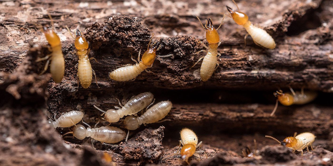 Subterranean Termites Prevention and Control in Buildings - Pest Off Pest Control
