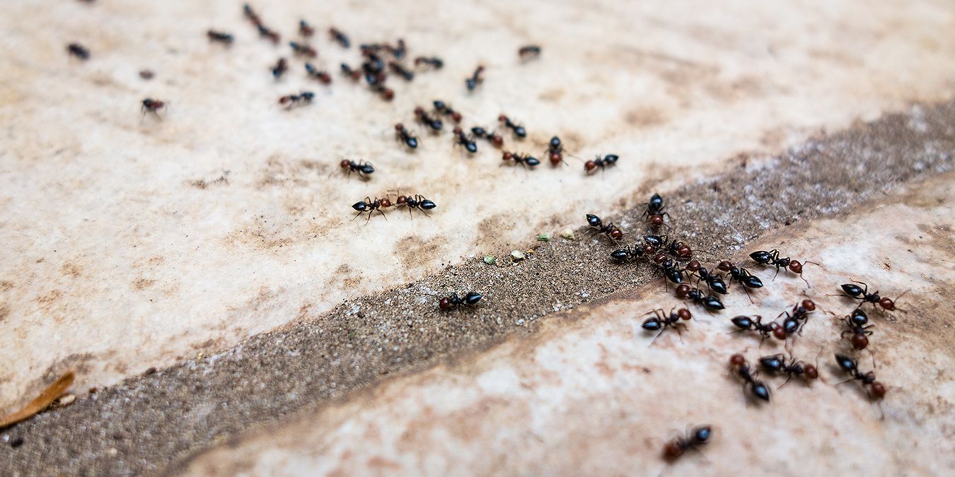 Ant Control Services Company - Pest Off Pest Control - Sherman Texas