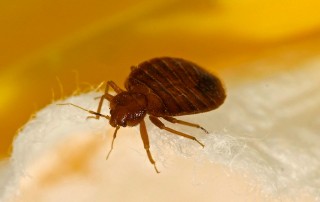 Bedbug Control Services - Pest Off - Sherman Texas