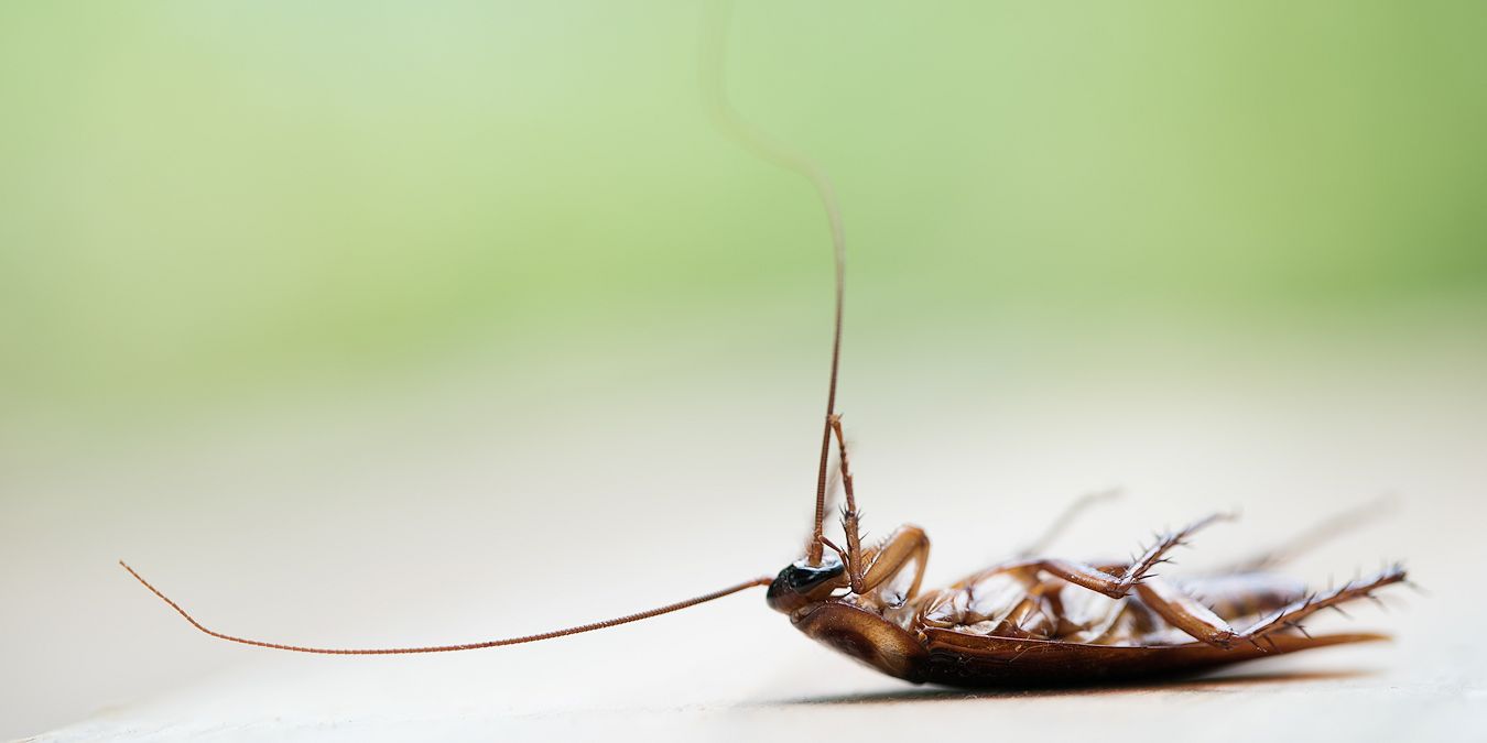 Roach Control Services Company - Pest Off Pest Control - Sherman Texas
