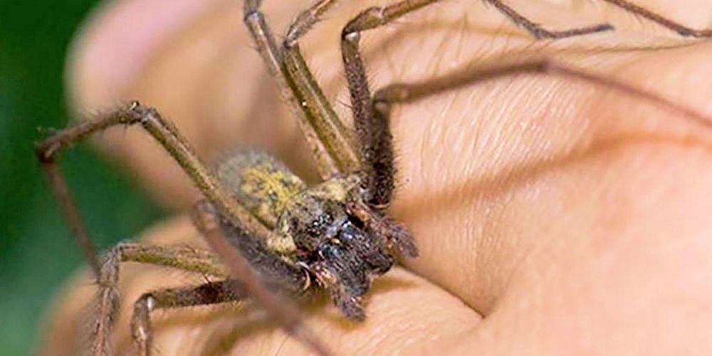 What to do if you think you've been bitten by a brown recluse spider - Pest Off Pest Control - Sherman Texas