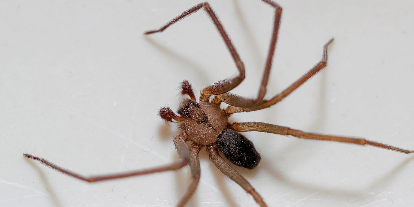 Texoma Spider Control Services - Pest Off Pest Control - Sherman Texas