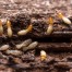 Subterranean Termites Prevention and Control in Buildings - Pest Off Pest Control