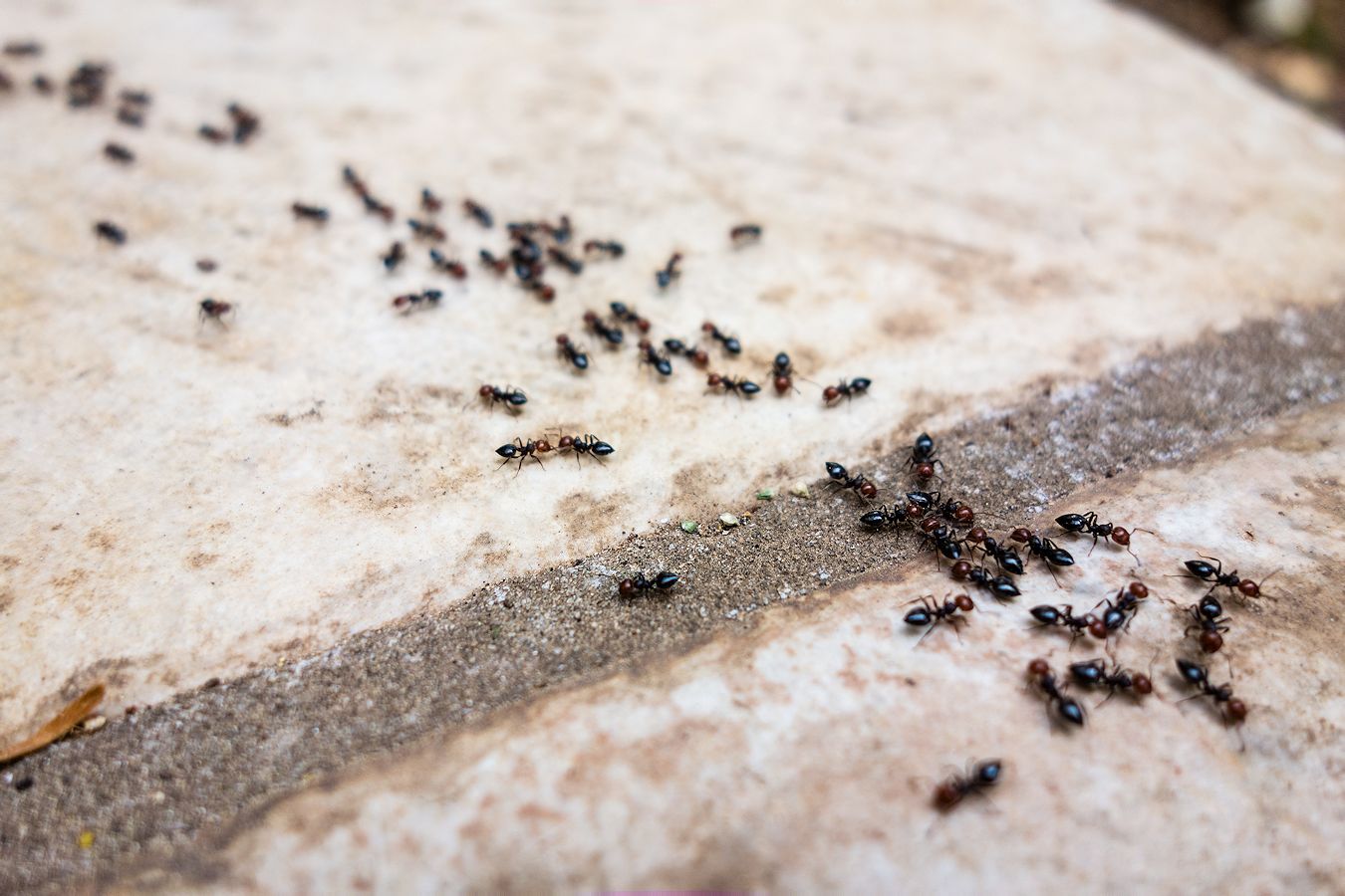 Ant Control Services - Pest Off - Sherman Texas