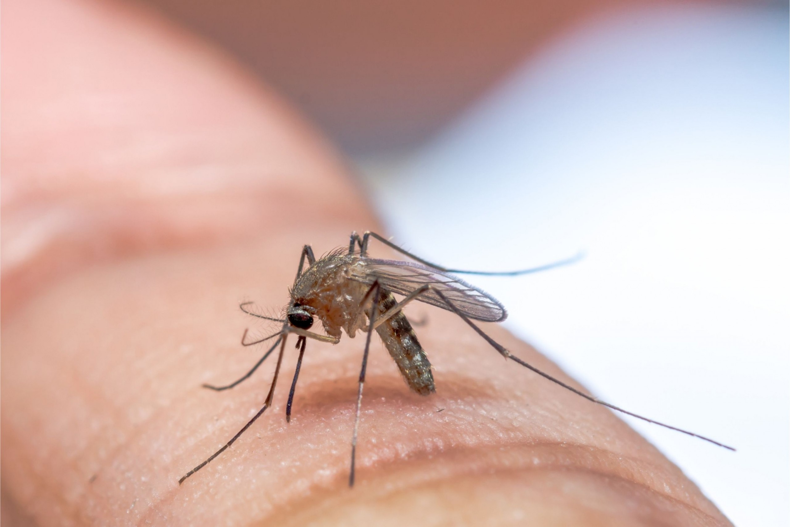 Affordable Mosquito Control Services in North Texas