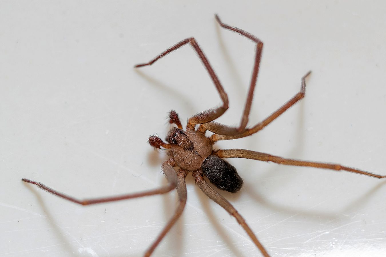 Texoma Spider Control Services - Pest Off Pest Control - Sherman Texas