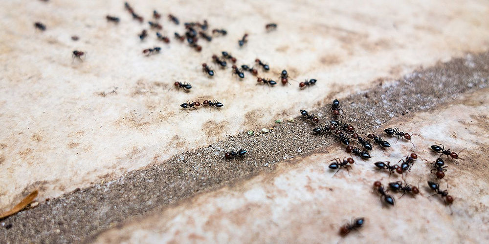 Ant Control Services - Pest Off - Sherman Texas