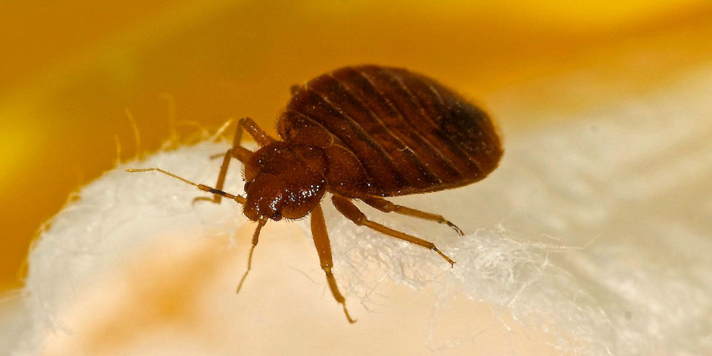 Bed Bug Myths - Pest Off Pest Control Services - Sherman Texas
