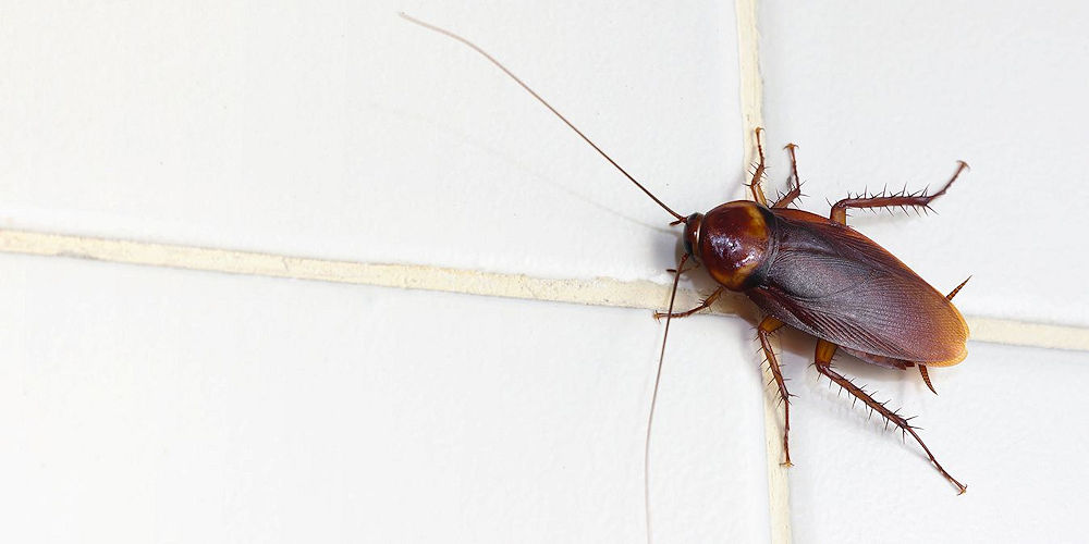 Roach Exterminator Company - Pest Off Pest Control - Sherman Texas