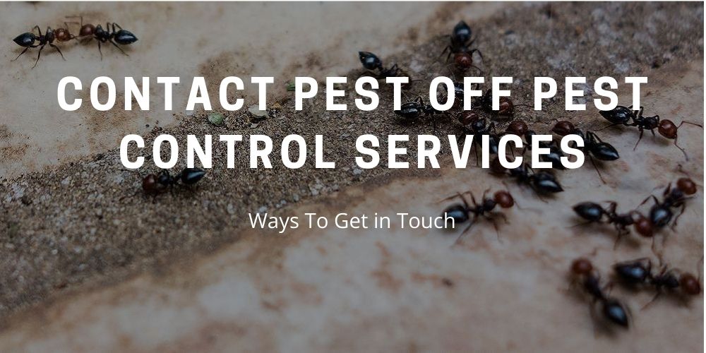 Contact Pest Off Pest Control Services - Pest Off Pest Control - Sherman Texas