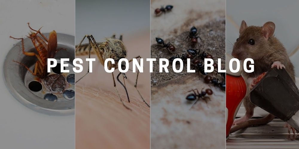 Pest Control Blog Articles - Pest Off Pest Control - Sherman Texas & Texomaland