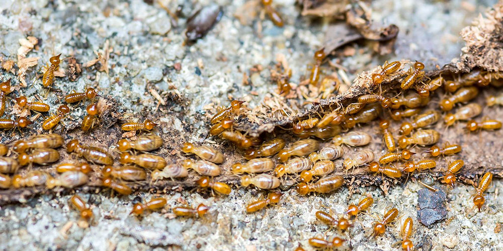 Termite Treatment and Exterminator Company - Pest Off Pest Control - Sherman Texas